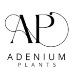 Adenium Plants (ALL)