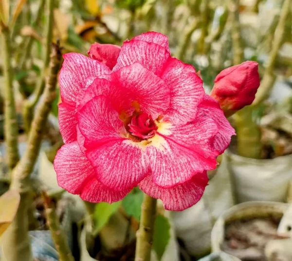 gma103