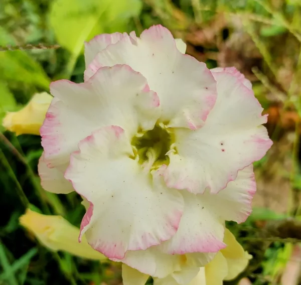 gma37