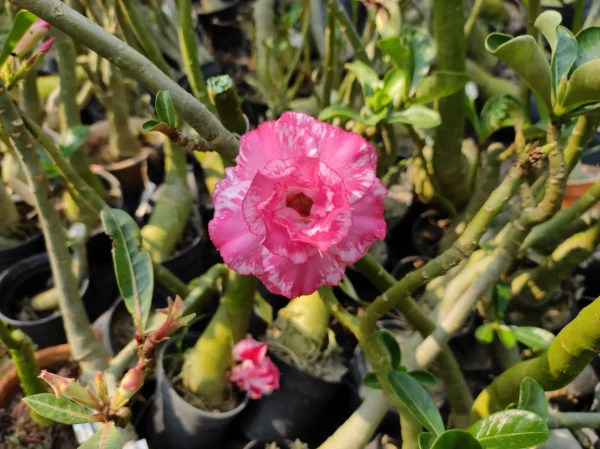 Mature Adenium 41
