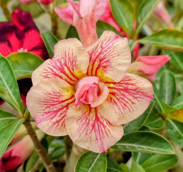 Mature Adenium 59