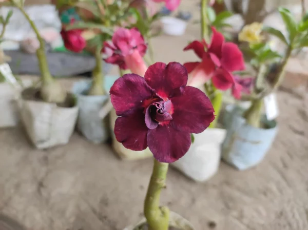 GMA61