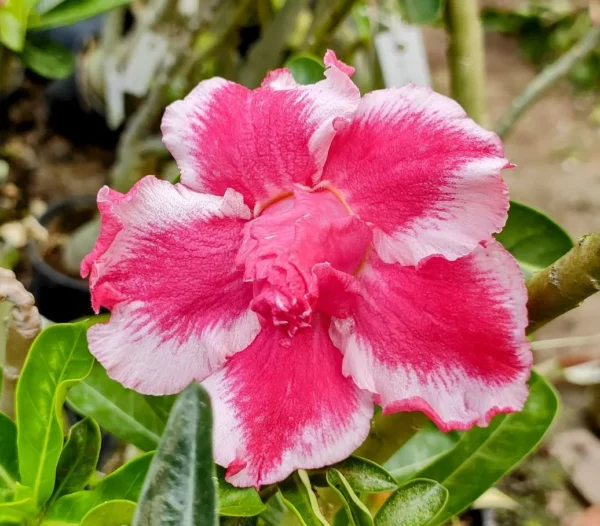 GMA68