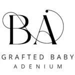Adenium Grafted (Baby)