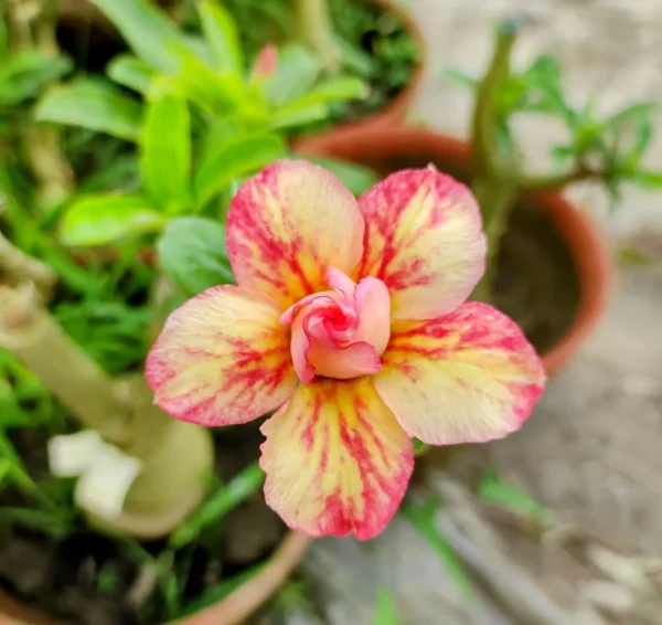 gma86