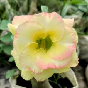 Baby Adenium - 10