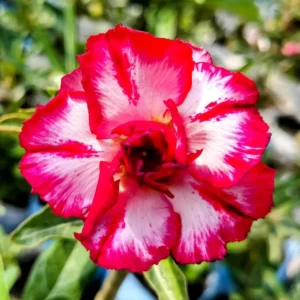 Baby Adenium 9