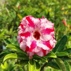 image of adenium