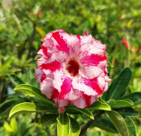 image of adenium