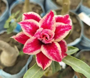 Adenium