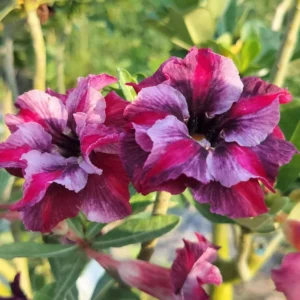 Baby Adenium Flower Plants