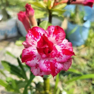 Baby Adenium - 3