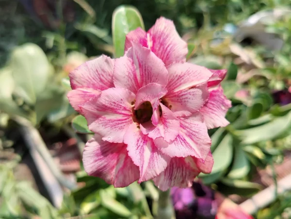 Another Adenium