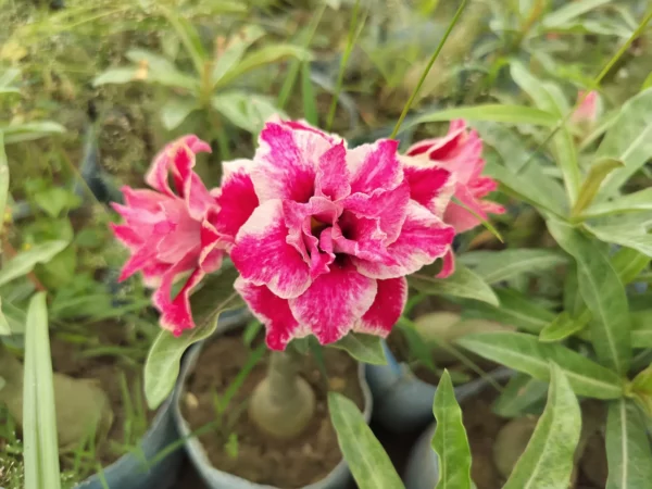 Exclusive Rosy Adenium - 11