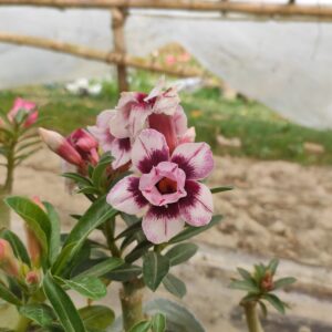 Baby Adenium - 100