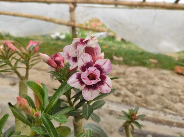 Baby Adenium - 100