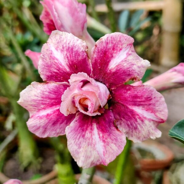 Baby Adenium -87