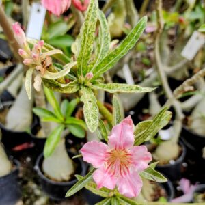 Baby Adenium - 86