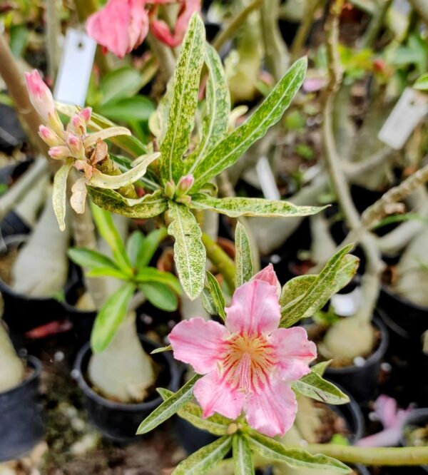 Baby Adenium - 86