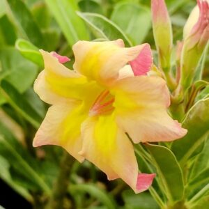 adenium -70