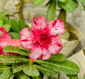 adenium -