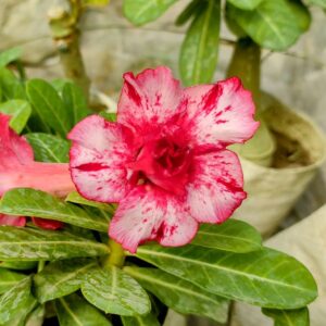 adenium -