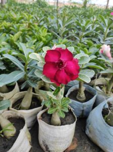 adenium plants