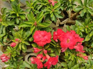 adenium