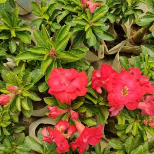 adenium
