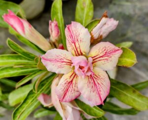 baby adenium