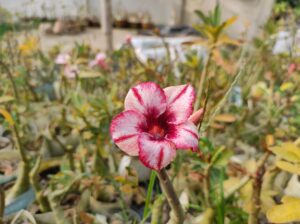 adenium