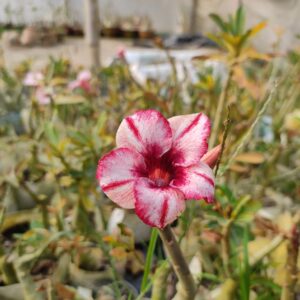 adenium
