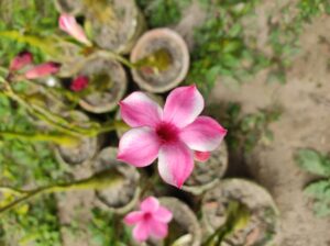 baby adenium