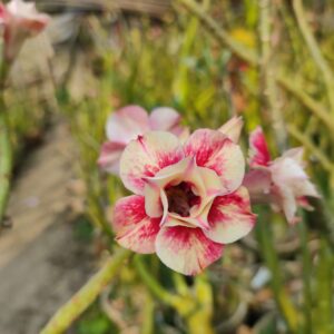 adenium