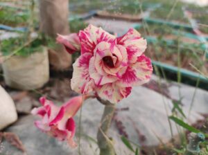 adenium