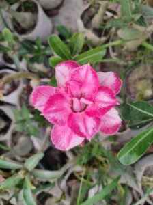 plants adenium