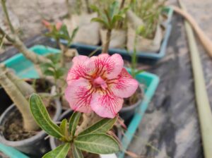 plants adenium