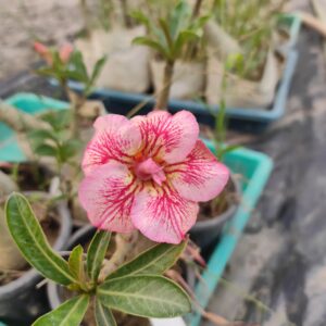 plants adenium
