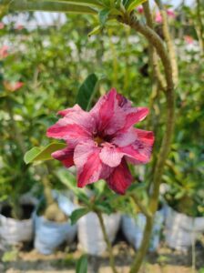 baby adenium