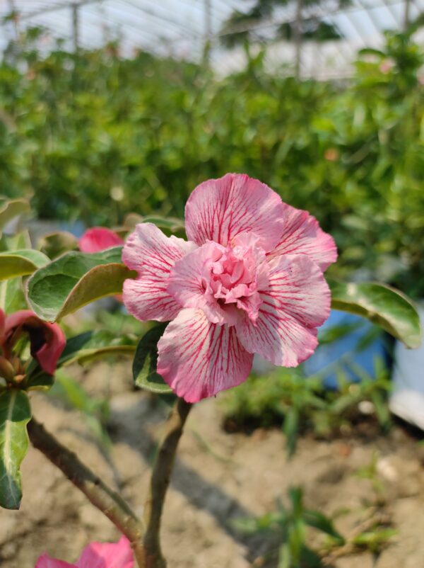 plants adenium