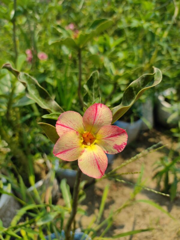 adenium