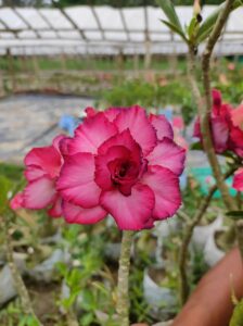 Baby Adenium