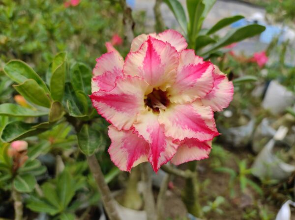 Baby Adenium - 27