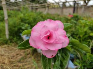 baby adenium