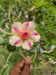 baby adenium