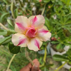 baby adenium