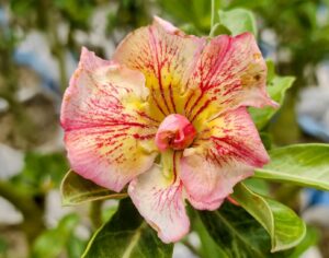 baby adenium