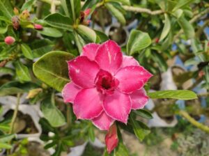 adenium