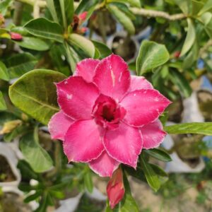 adenium