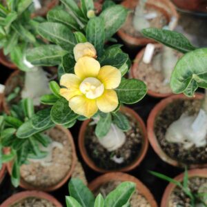 image of adenium